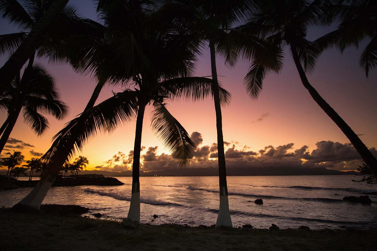 palm tree silhouette photography of coconut trees near sea tree